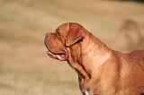 DOGUE DE BORDEAUX 424